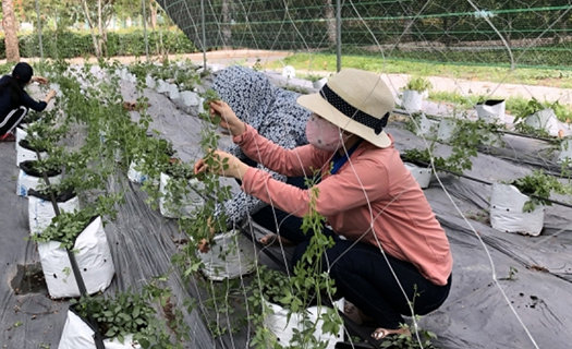 TP.HCM đẩy mạnh ứng dụng công nghệ cao để phát triển nông nghiệp