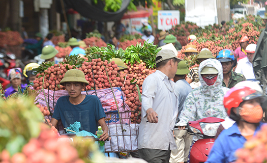 Khơi thông đường cho vải