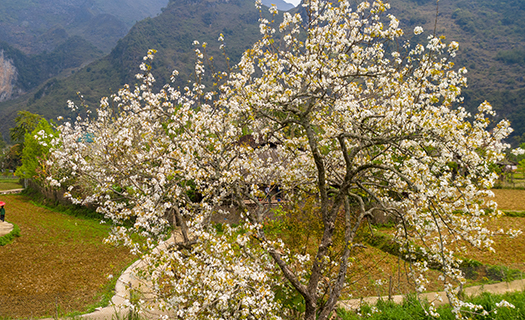 Mùa hoa lê Xuân Trường