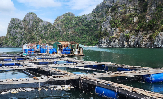 Người nuôi trồng thủy hải sản Vân Đồn làm lại từ con số không