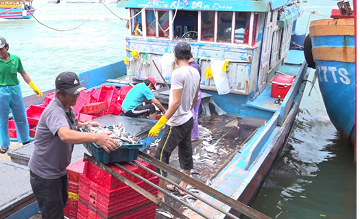 Quảng Ngãi mở đợt cao điểm 180 ngày chống khai thác hải sản bất hợp pháp