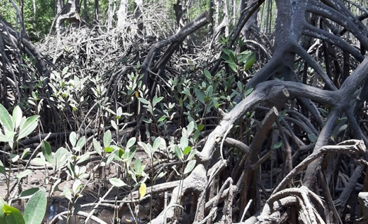 Vụ đốn hạ gần 200ha rừng phòng hộ ở Đồng Nai, việc xử lý thiếu tính răn đe?