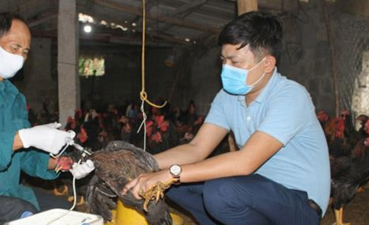 Tổ chức FAO và WHO kêu gọi Việt Nam cảnh giác với cúm gia cầm H5N8