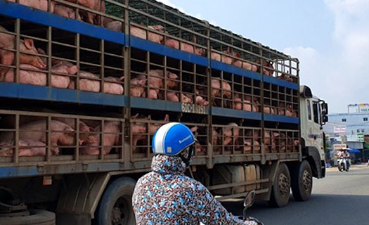 Chênh lệch giá lợn gia tăng, chặn ngay vận chuyển lợn trái phép qua biên giới