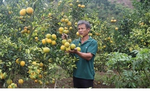 Cây cam bén rễ trên vùng đất khó