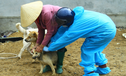 Thủ tướng yêu cầu Quảng Bình kiểm điểm trách nhiệm trong phòng, chống bệnh dại