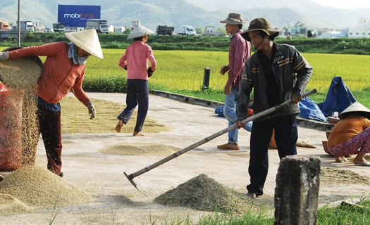 Nâng cao tính cạnh tranh của gạo Việt Nam