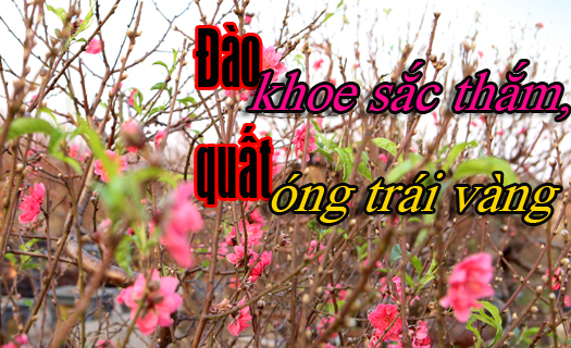 Đào khoe sắc thắm, quất óng trái vàng