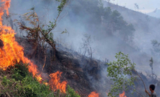 Xử lý nghiêm tình trạng dọn thực bì không xin phép, gây cháy rừng